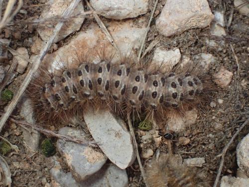 Réf. 224 015 : Cymbalophora pudica